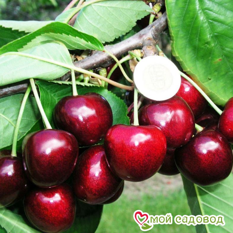 Вишня Эрди крупноплодная