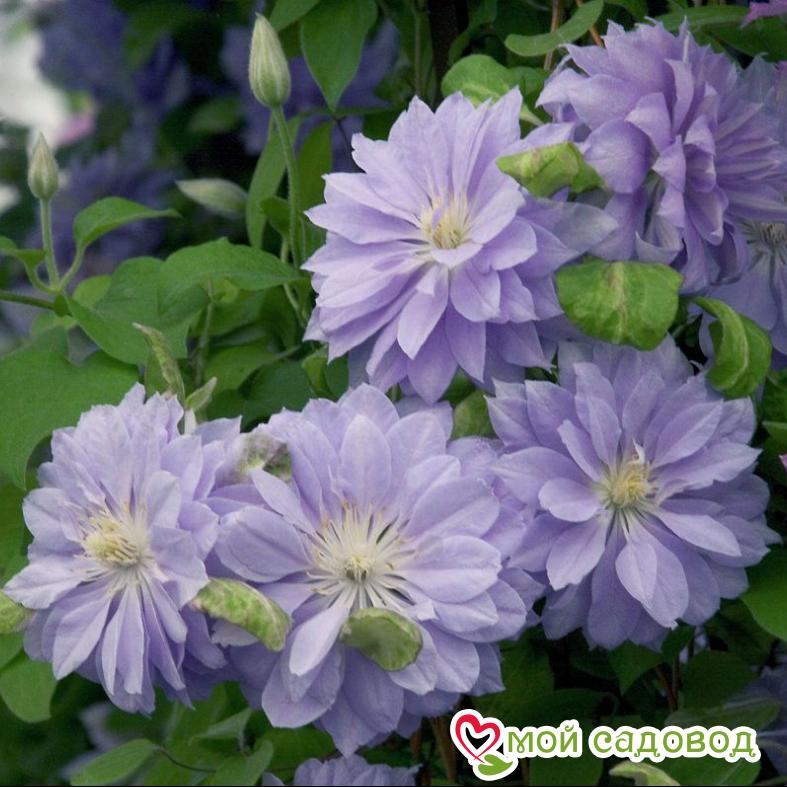 Клематисы Дэннис Дабл ЗКС