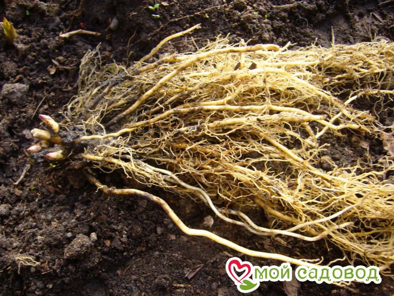 Флокс Файн Арт